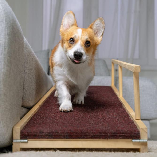 dog stairs