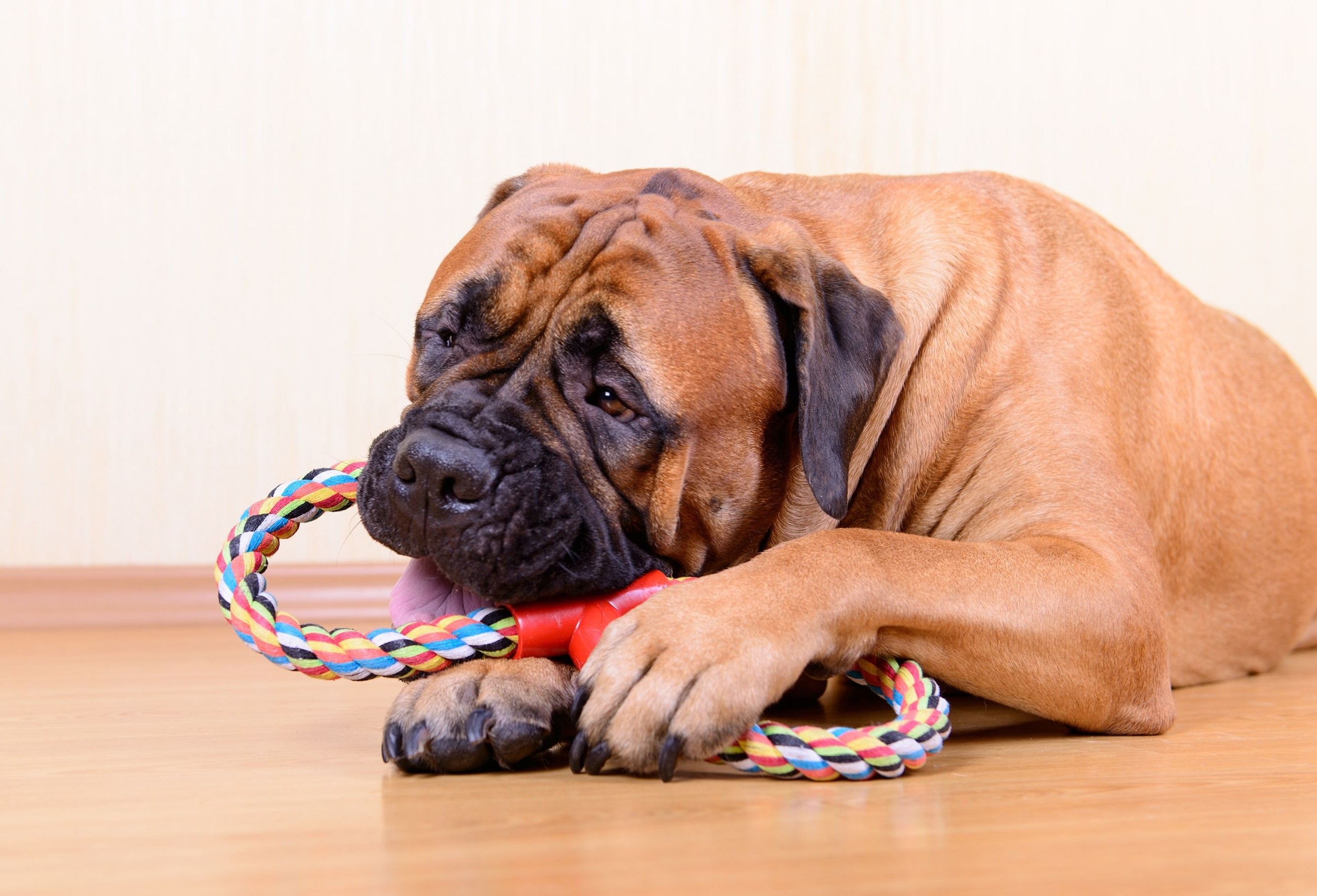 How to Prevent Separation Anxiety - Separation Training For Dogs