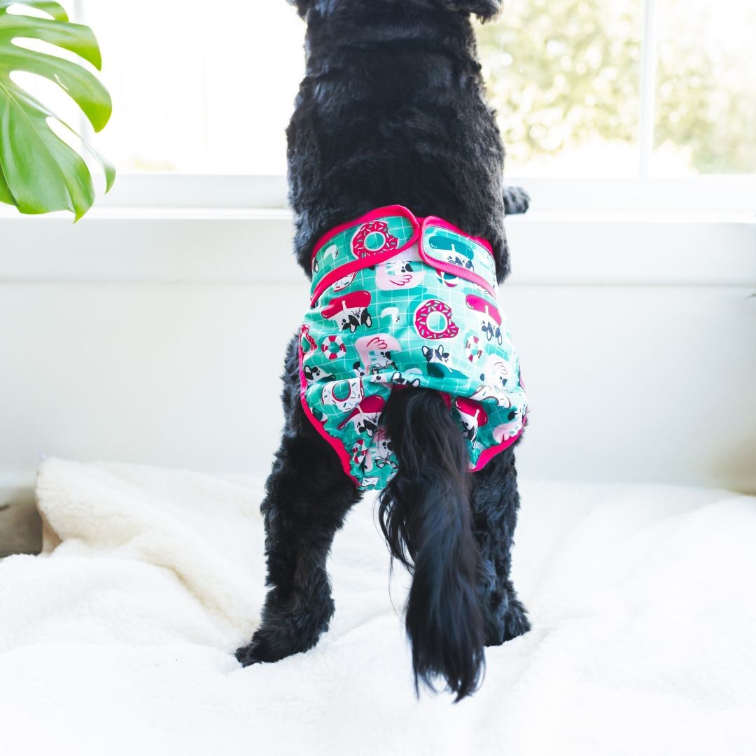 Dog looking out of window wearing dog diaper