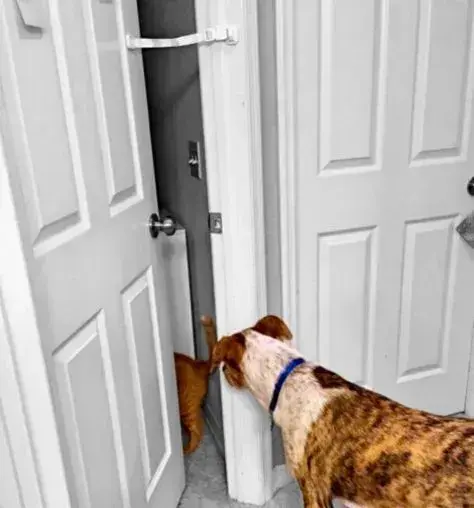 A dog curiously watches a cat through a door with a door buddy strap attached.