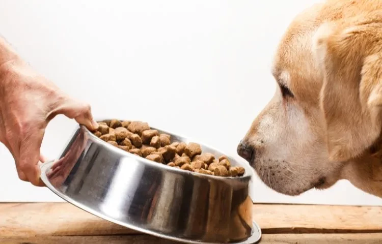 A GUIDE TO FEEDING DOGS