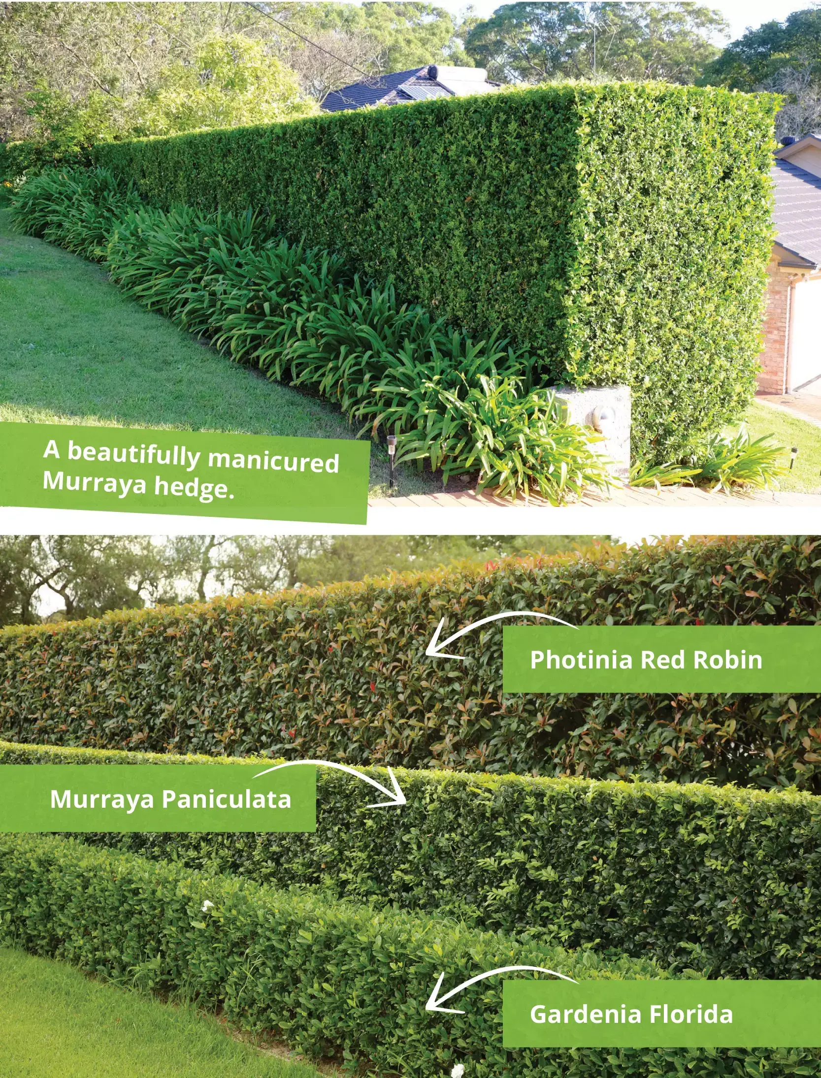 Examples of manicured hedges showing Murraya paniculata, Photinia Red Robin, and Gardenia florida, highlighting different hedge heights and textures in a landscaped garden.