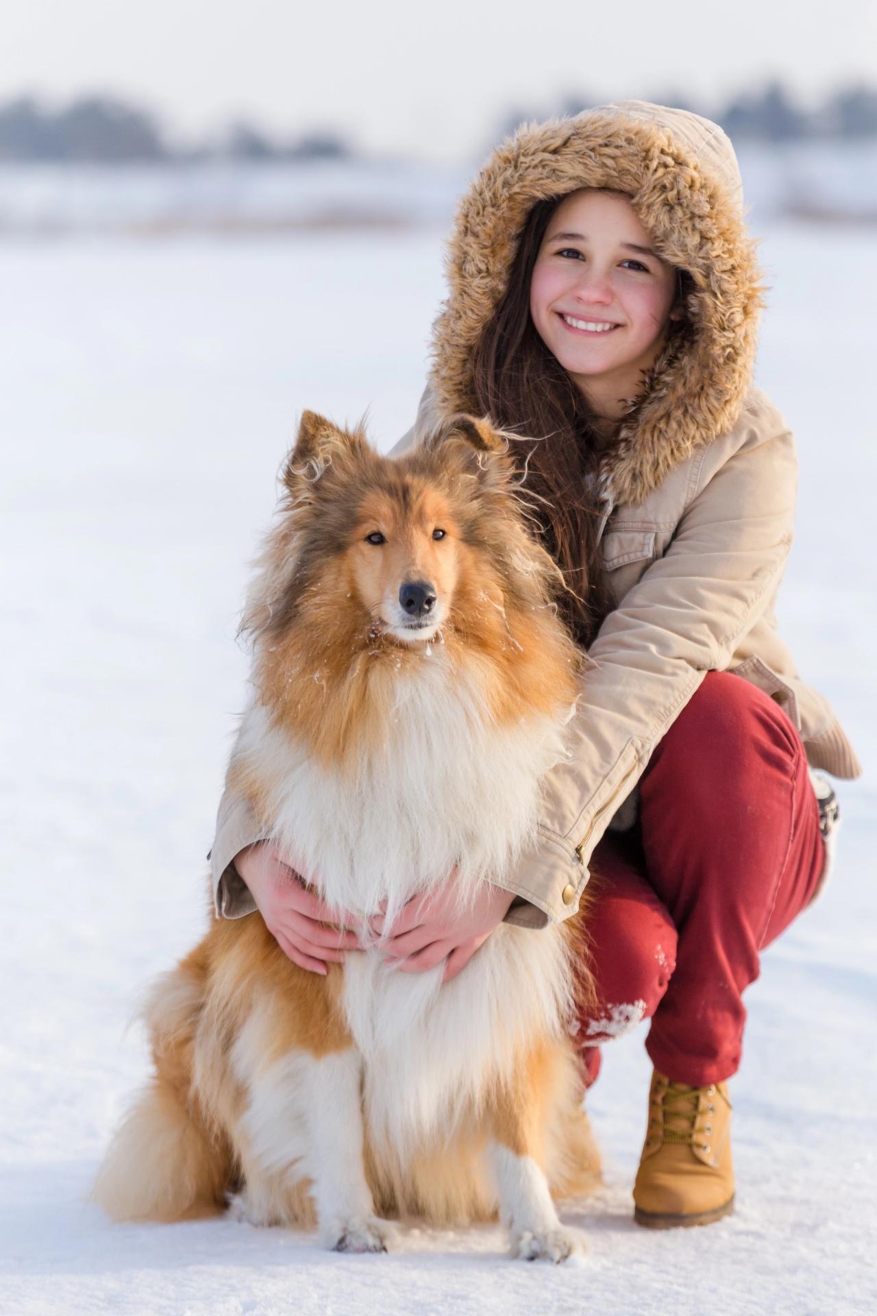 Rough Collie