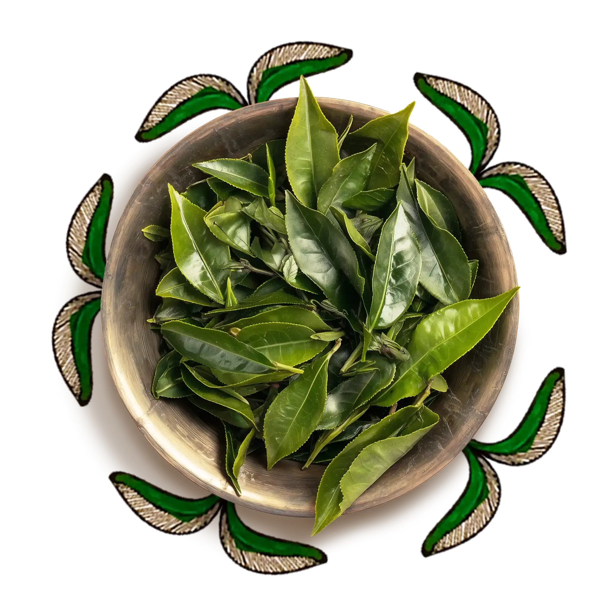 Tea Leaf Extract
