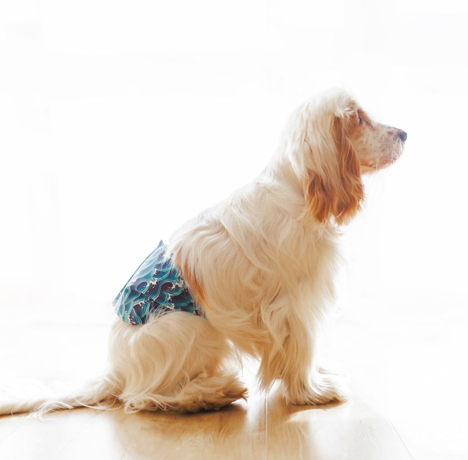 Senior male dog wearing a belly belly band