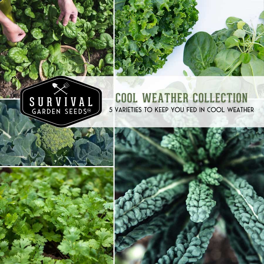 Cool Weather Seed Collection - 5 Heirloom Vegetables