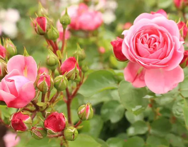 Rose oil and rose water are naturally soothing, so they calm the skin, ease irritation, and give your complexion a more even tone - Desktop