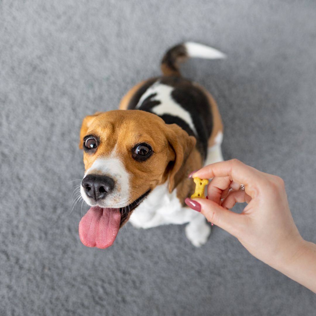 Woman giving beagle dog treat
