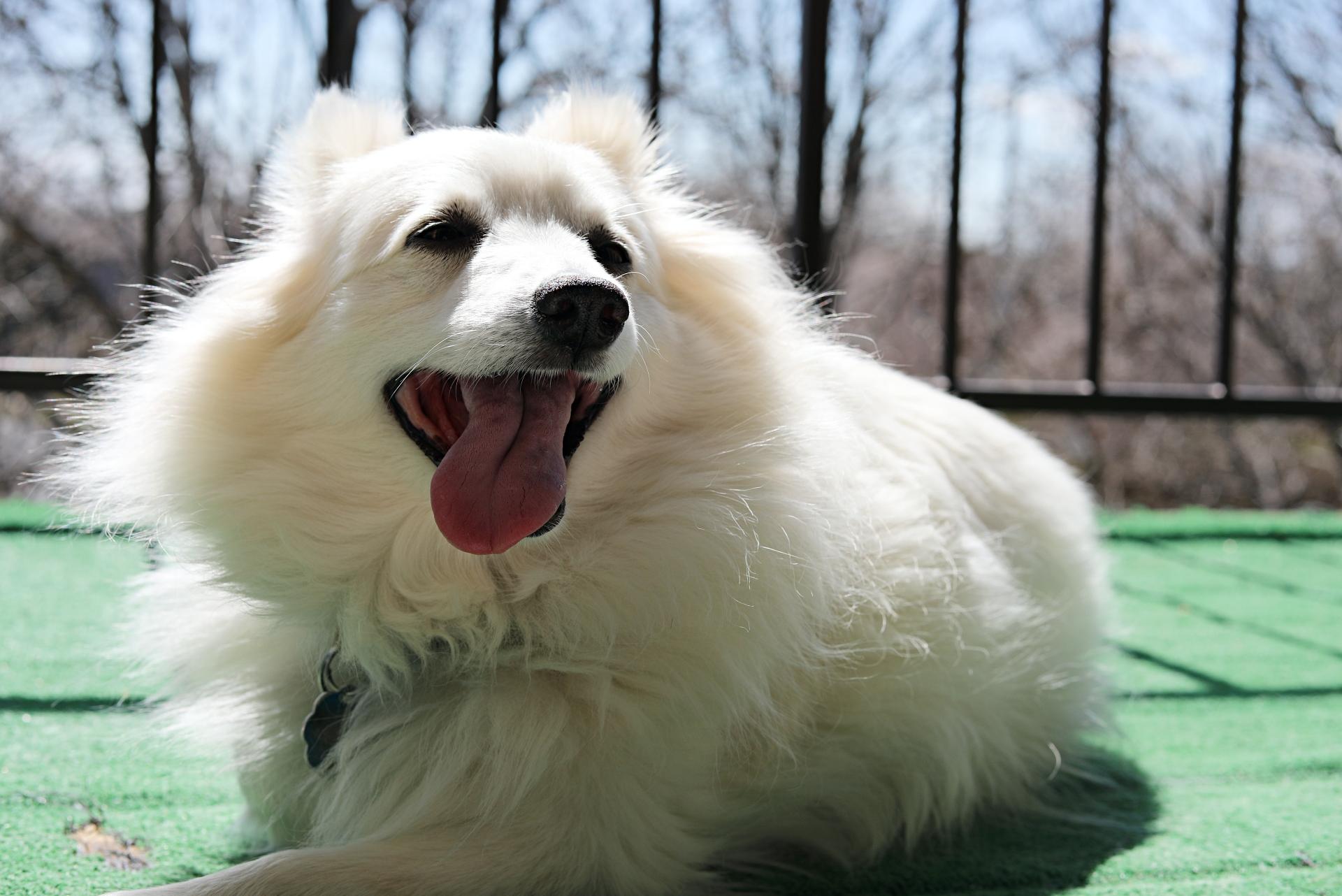 American Eskimo Dog