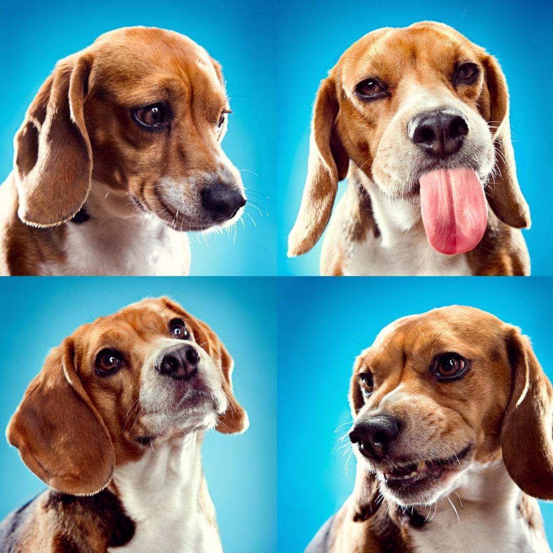 Understanding Your Dog's Emotions