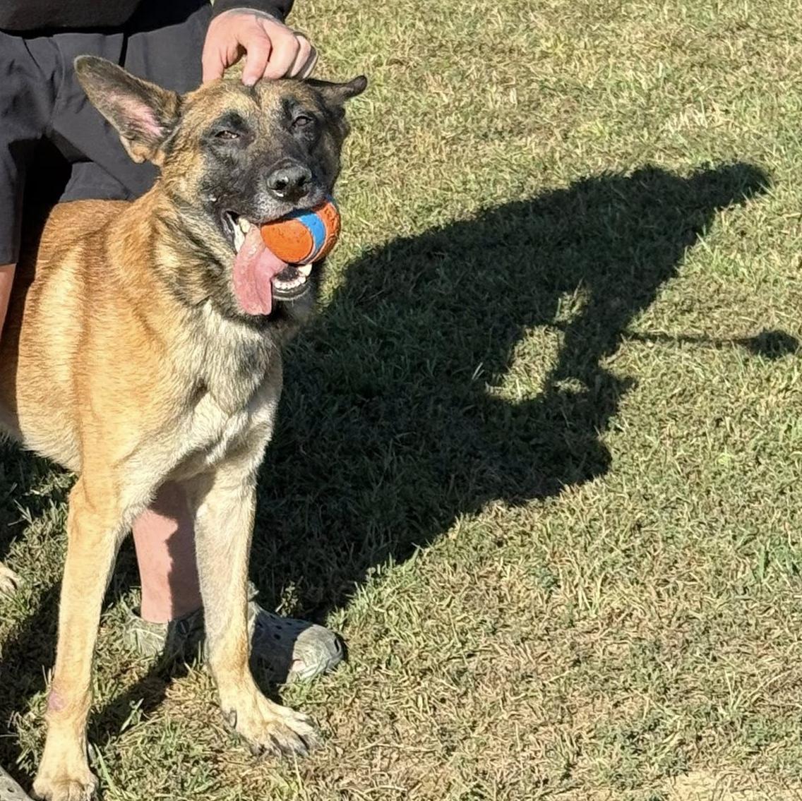 k9 guapo playing ball