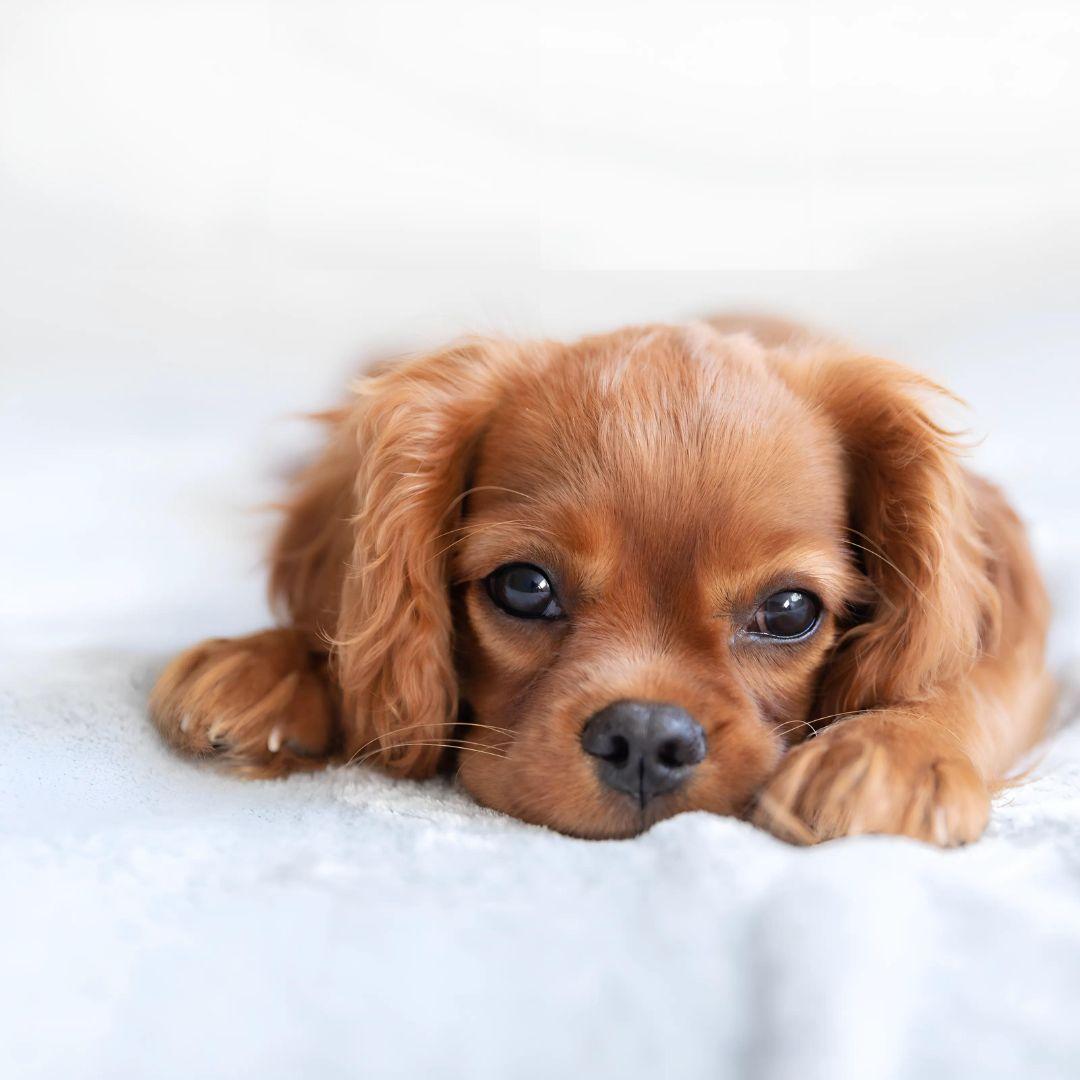 A cute puppy is sitting and relaxing