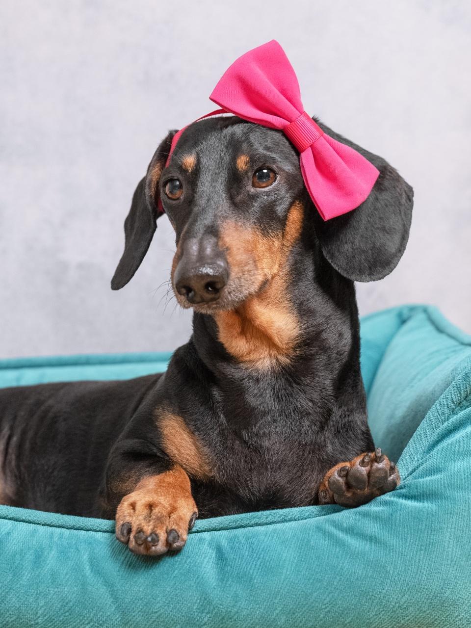 Cute black and tan short-haired dachshund, lying in its blue nest with pretty vibrant pink bow in its head. Adorable dog female at home.