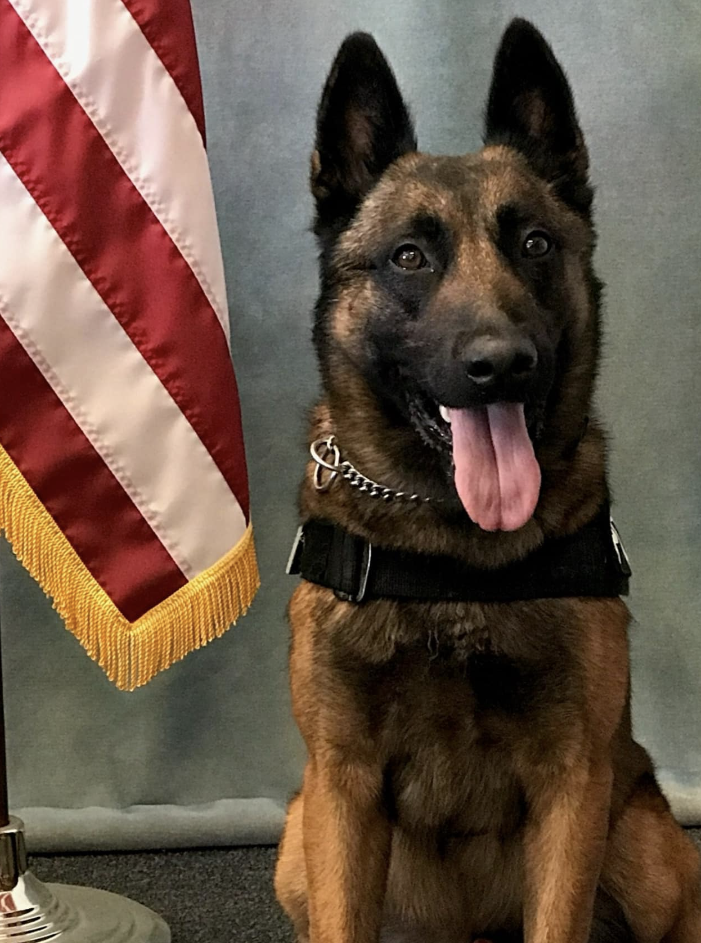 k9 cash