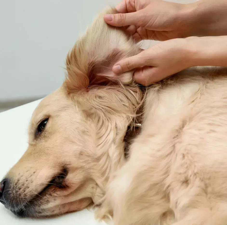 checking for ticks on dog