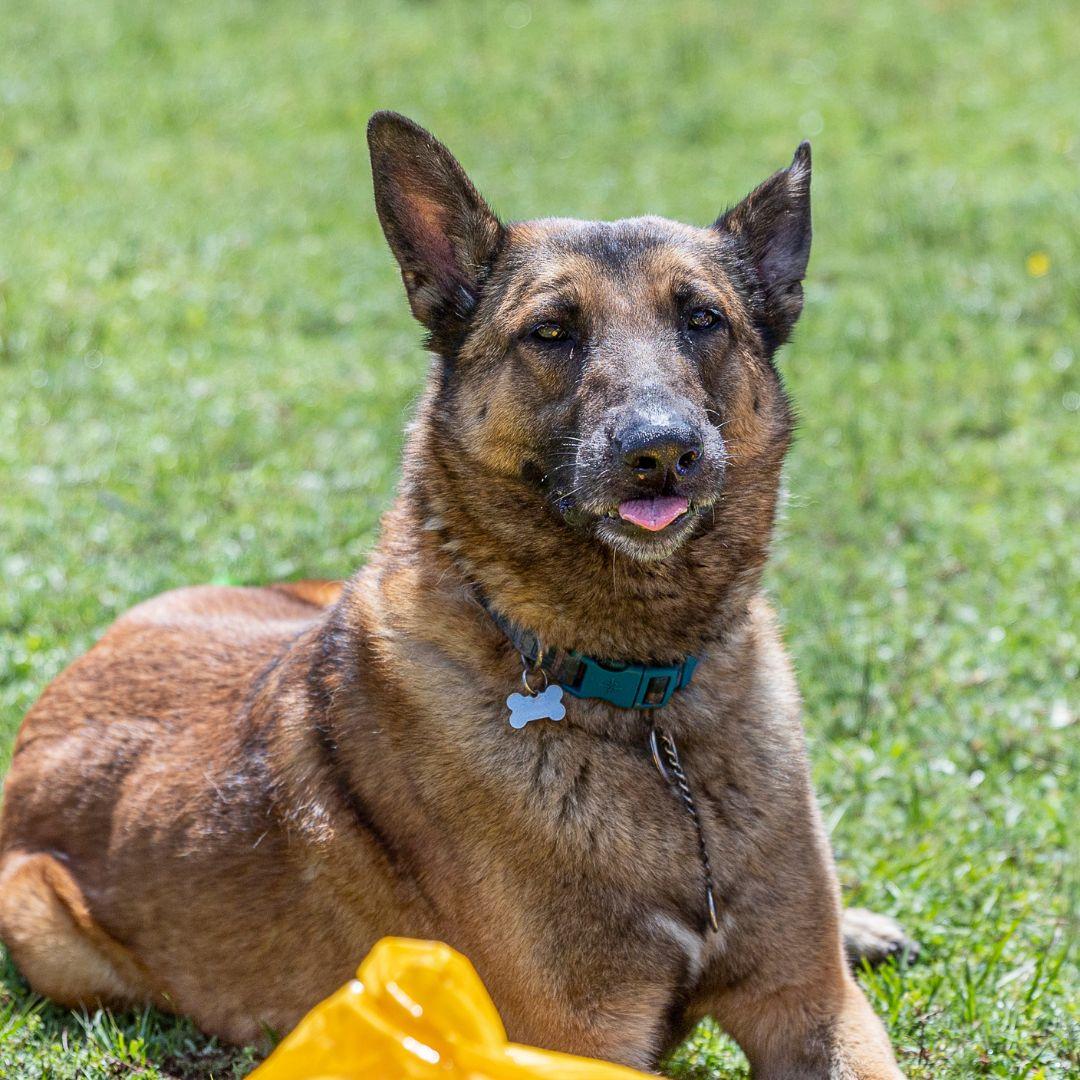 Dog sticking out tongue