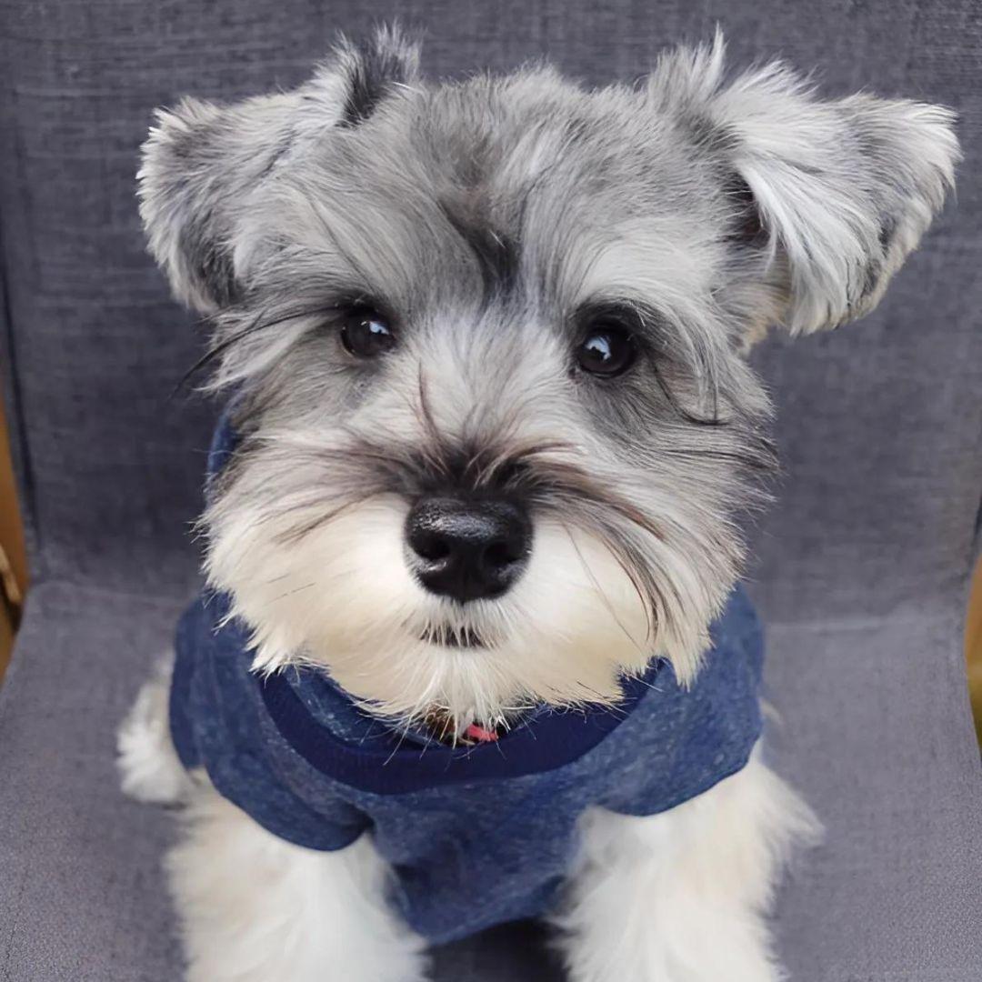 Grey Miniature Schnauzer