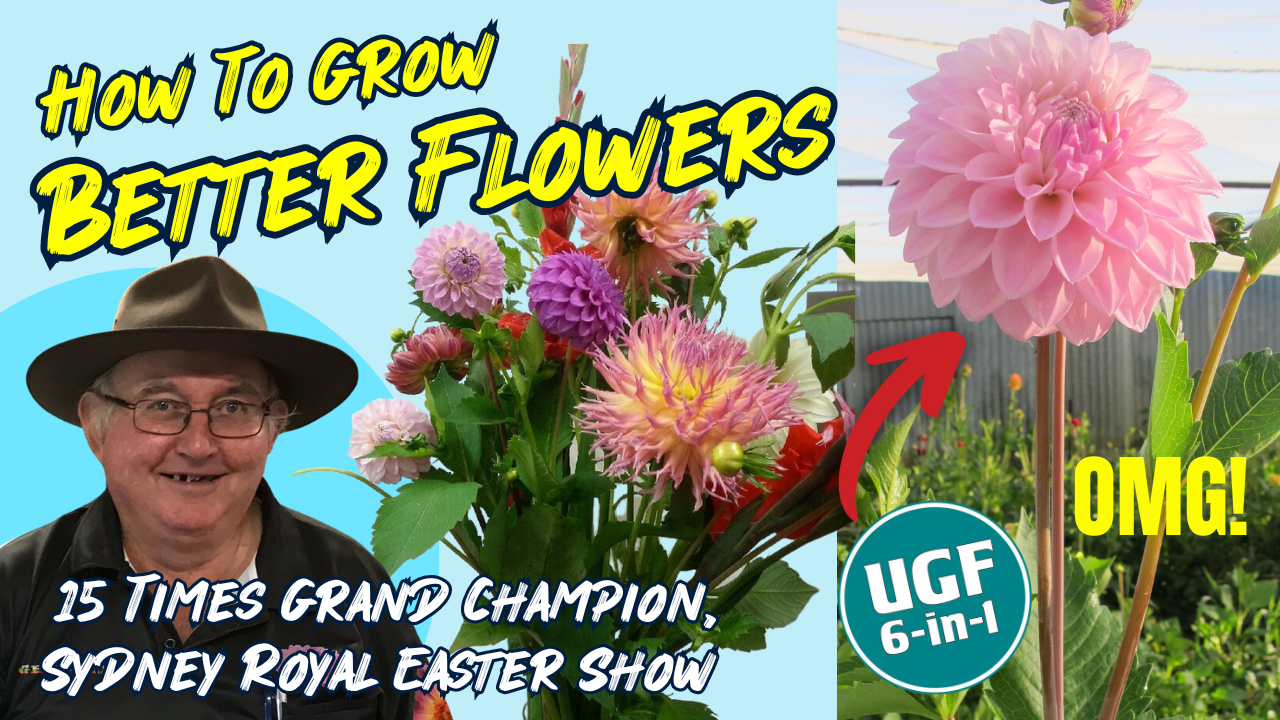 How to Grow Better Flowers 15 Times Grand Champion, Sydney Royal Easter Show