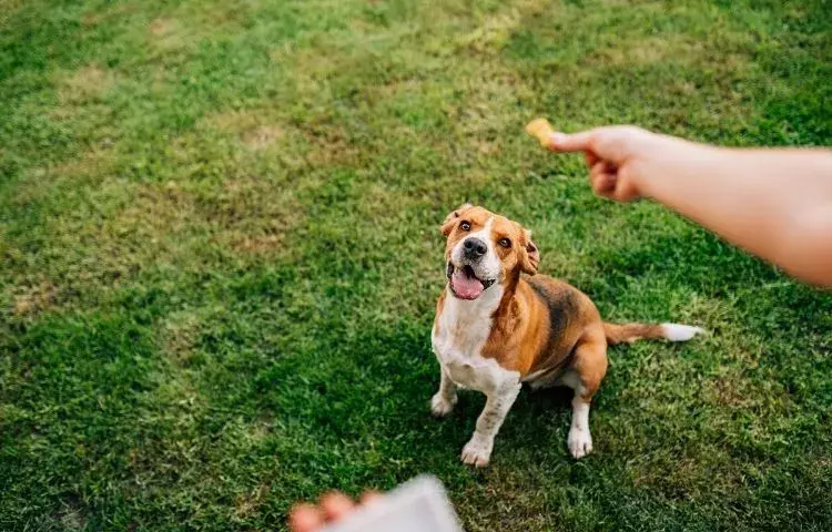dog training