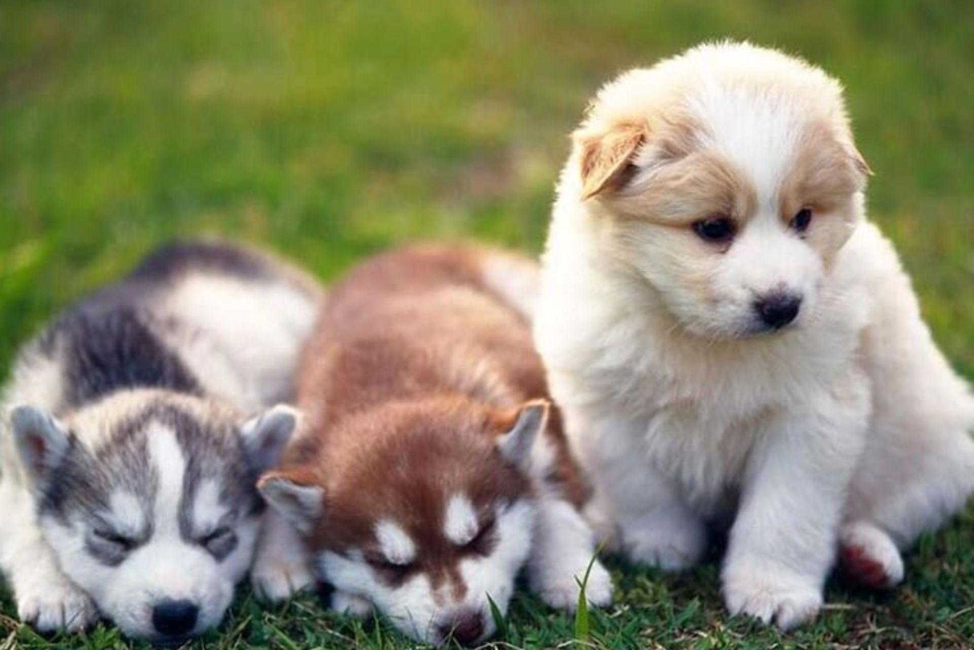 Adorable pomsky puppies