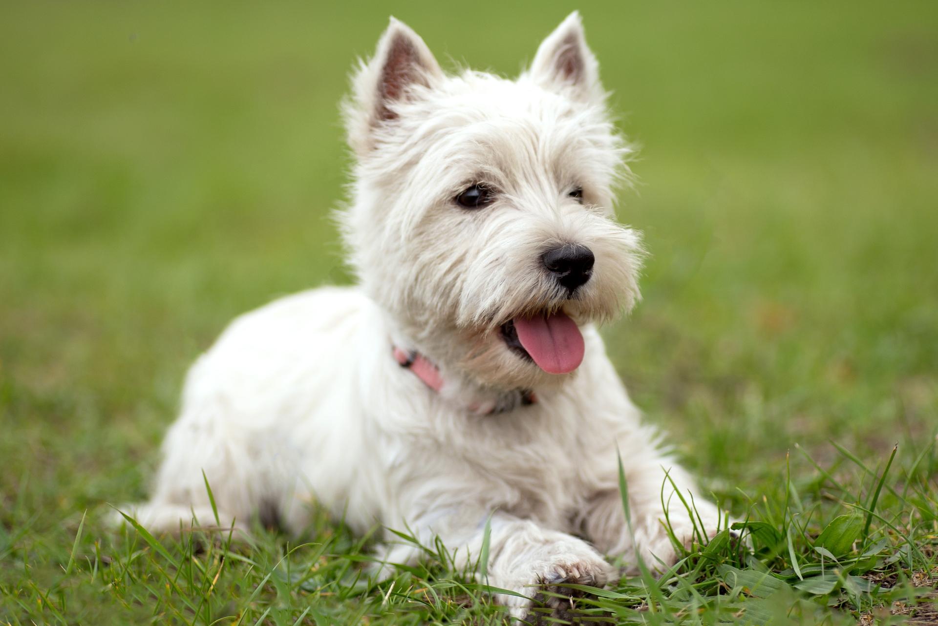 West Highland White Terrier Dog