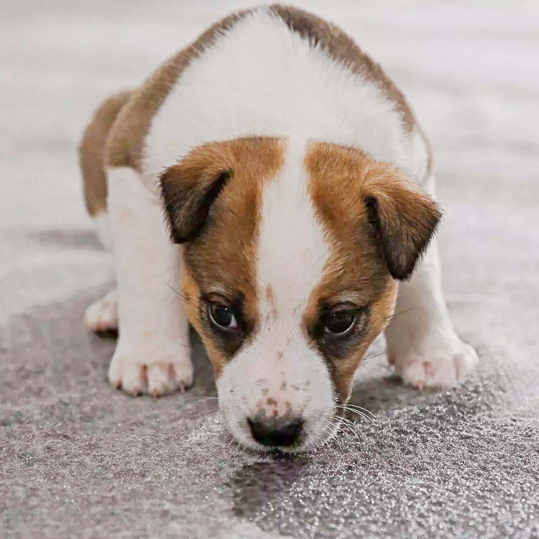 How Long Can Dogs Hold Their Pee?