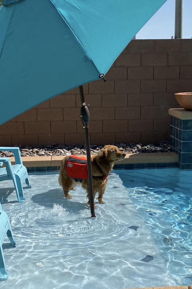 k9 nirvana alona in a pool