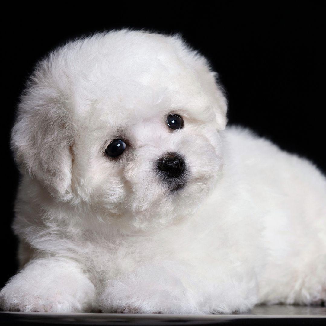 cute white bichon frise