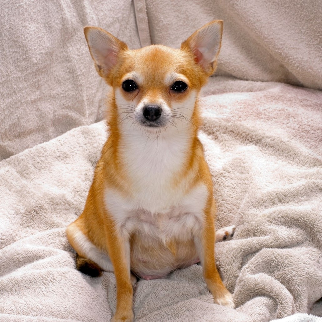Pregnant dog sitting on a fluffy blanket