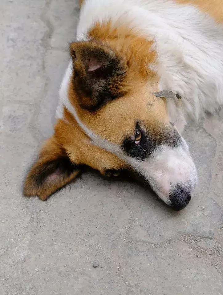 sedating a dog for grooming