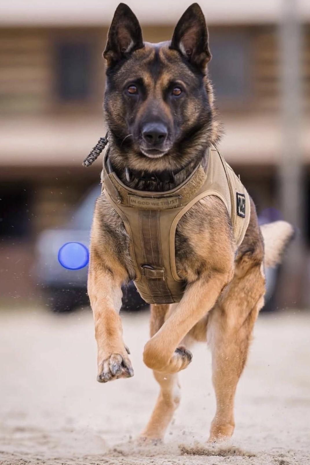 k9 wilson 388
