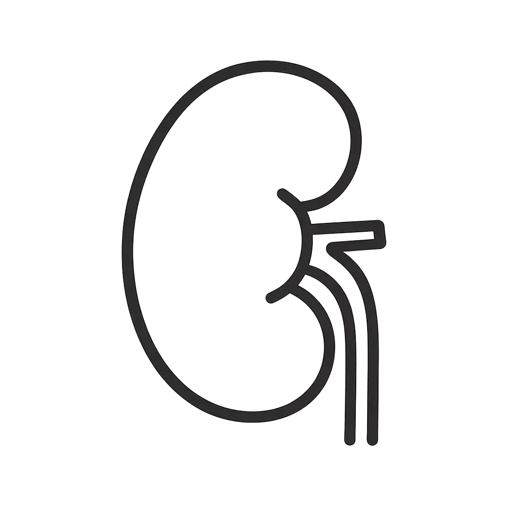 illustration of Kidney