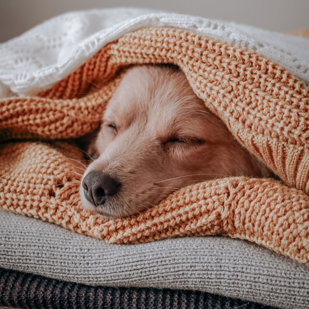 Brown dog sleeping within layers of blankets