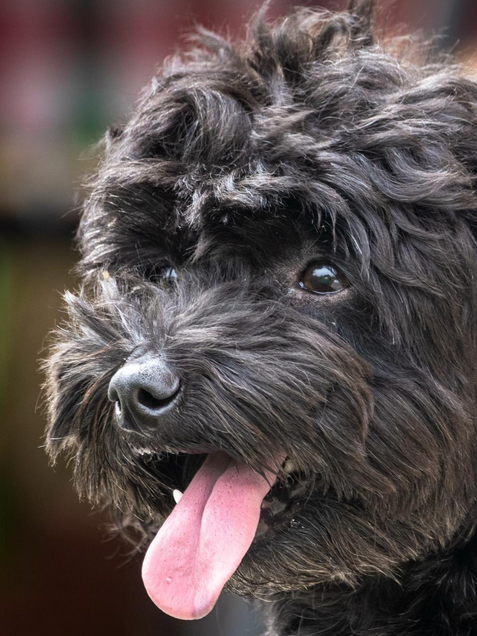 Portrait of a small black toy poodle dog