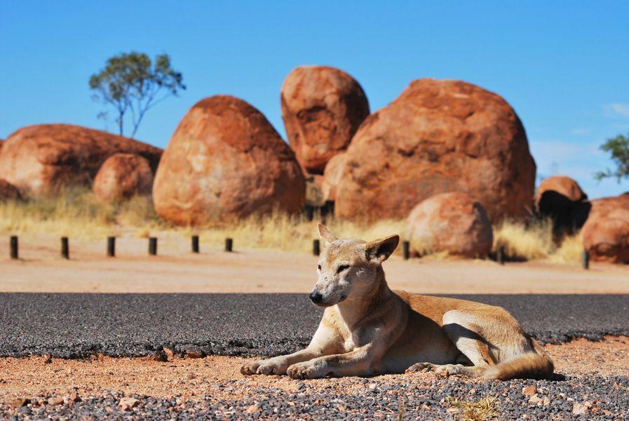 Aboriginal Australian Dog
