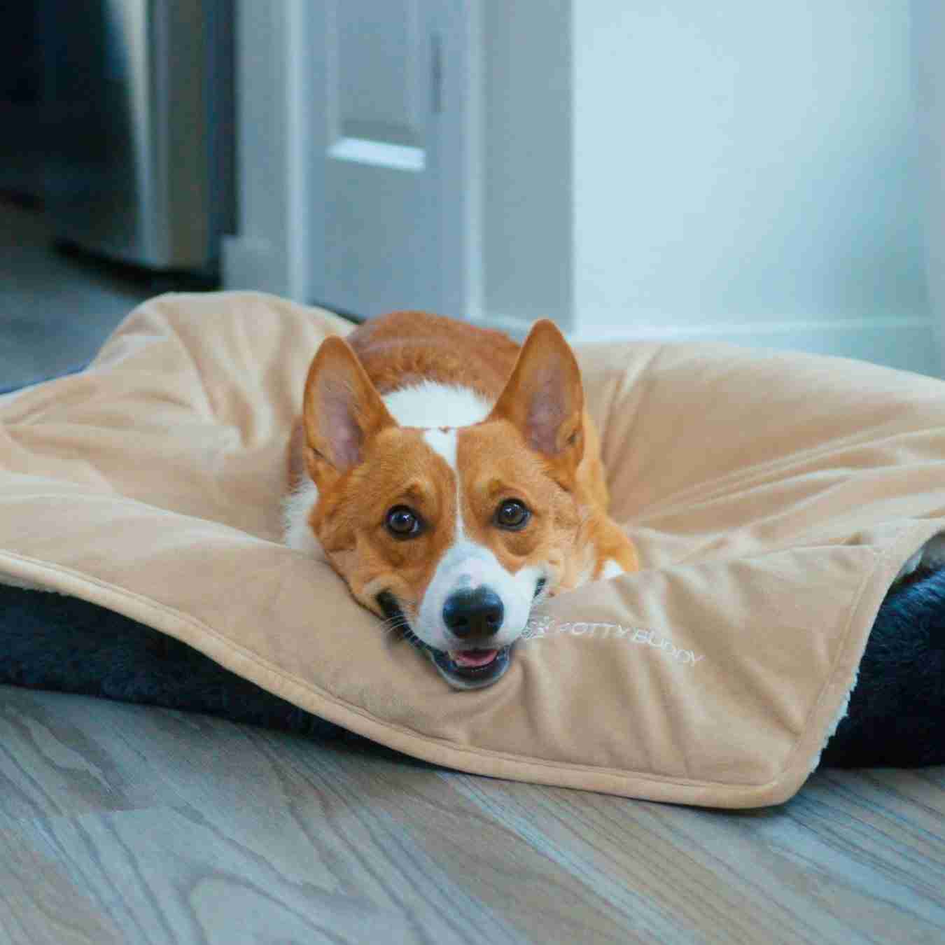 Why does dog pee on my bed and How to Stop It Potty Buddy Potty Buddy™