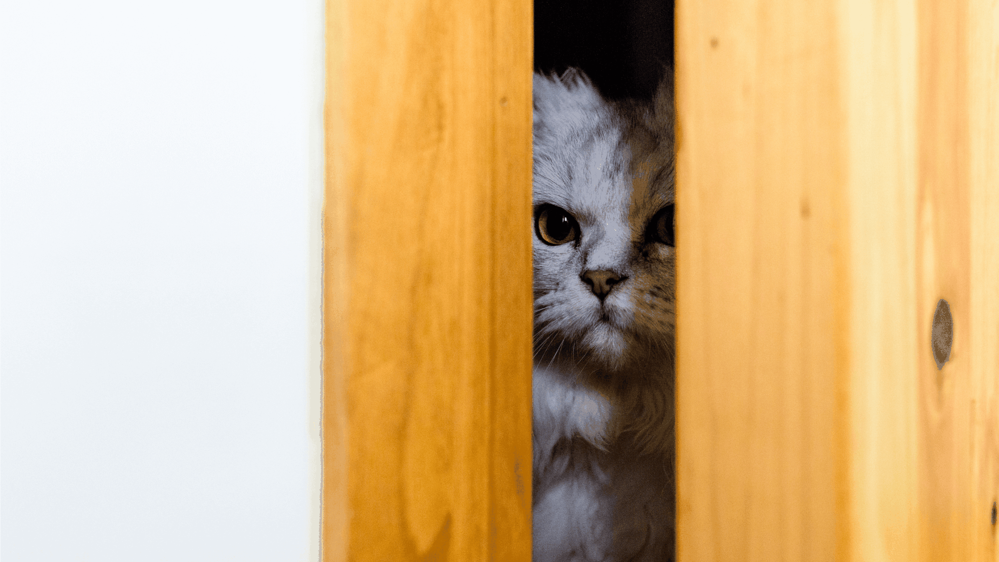 why do cats hate closed doors - cover image