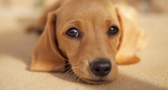 A brown puppy laying on the carpet