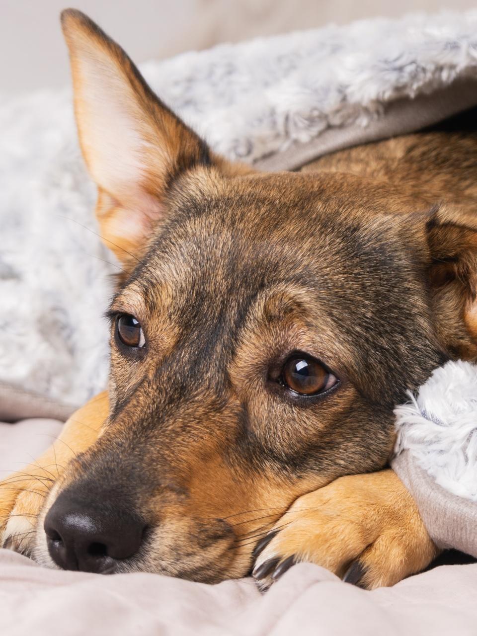 A dog lies comfortably under a soft blanket on a plush couch indoors. The home atmosphere fosters warmth and care during the cold winter season, ensuring pet welfare and coziness.