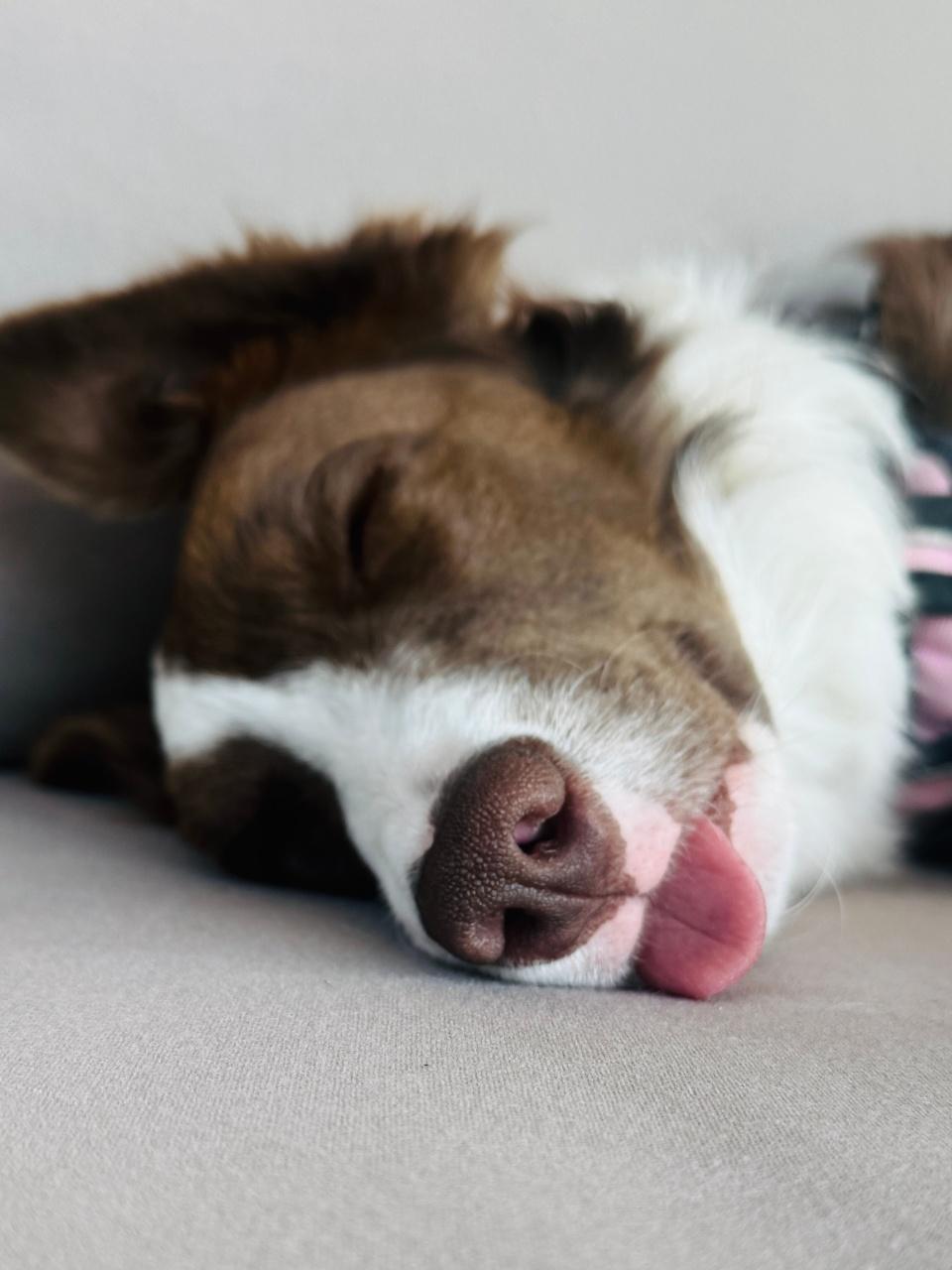 Sweet puppy lying on the bed, soundly sleeping and enjoying a peaceful, restful nap.