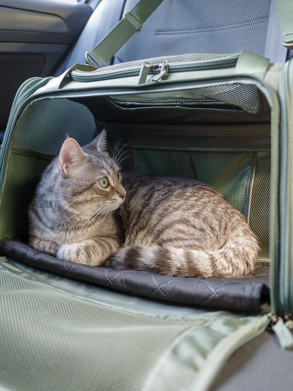 Cat in pet carrier on passenger seat of the car