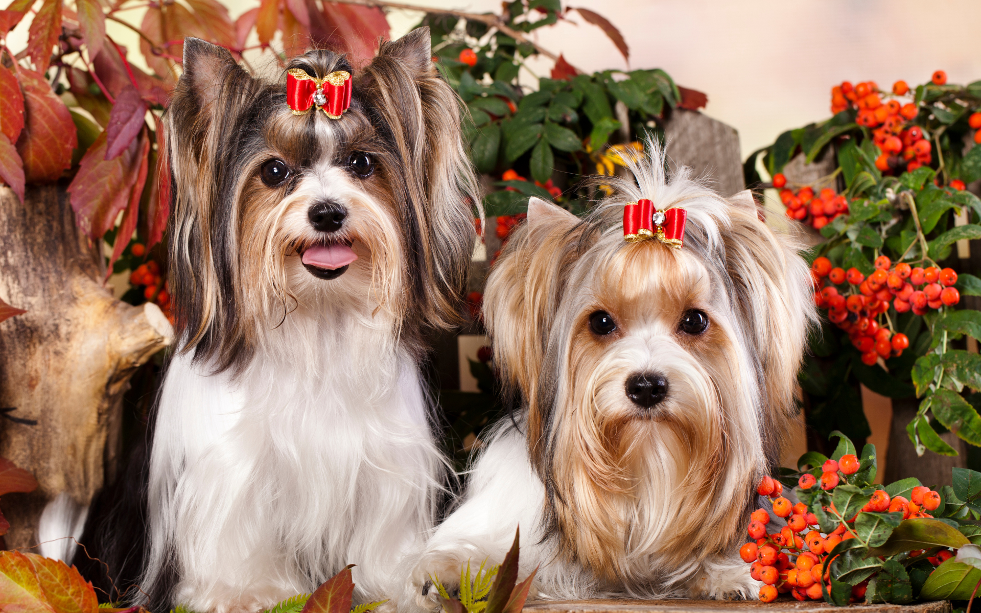Two biewer dogs