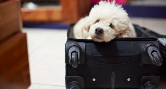 A dog looking out of a suitcase