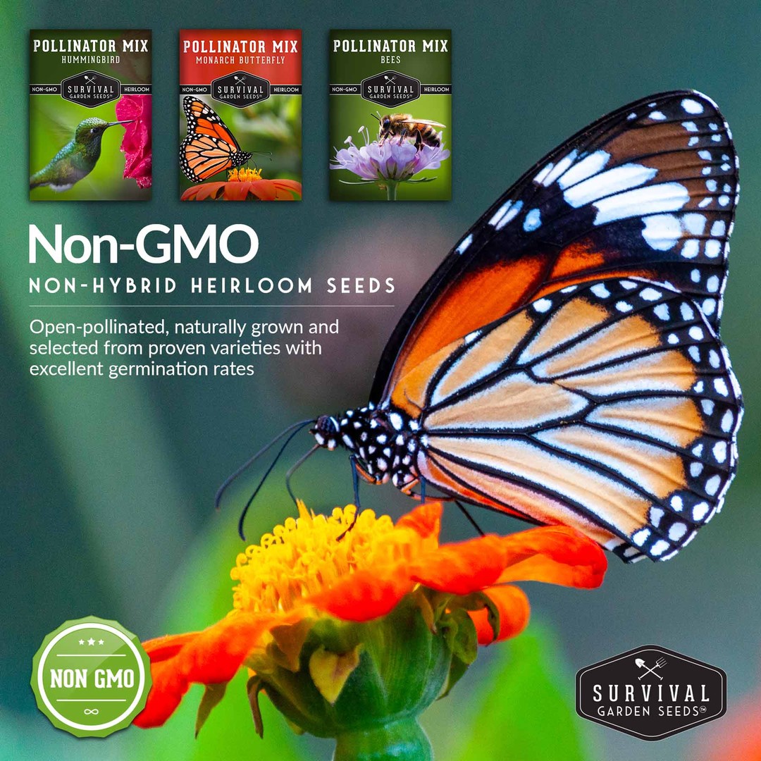 Non-GMO non-hybrid heirloom wildflower seeds