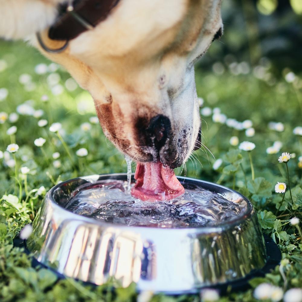 Labrador retriever drinking water from metal bowl.