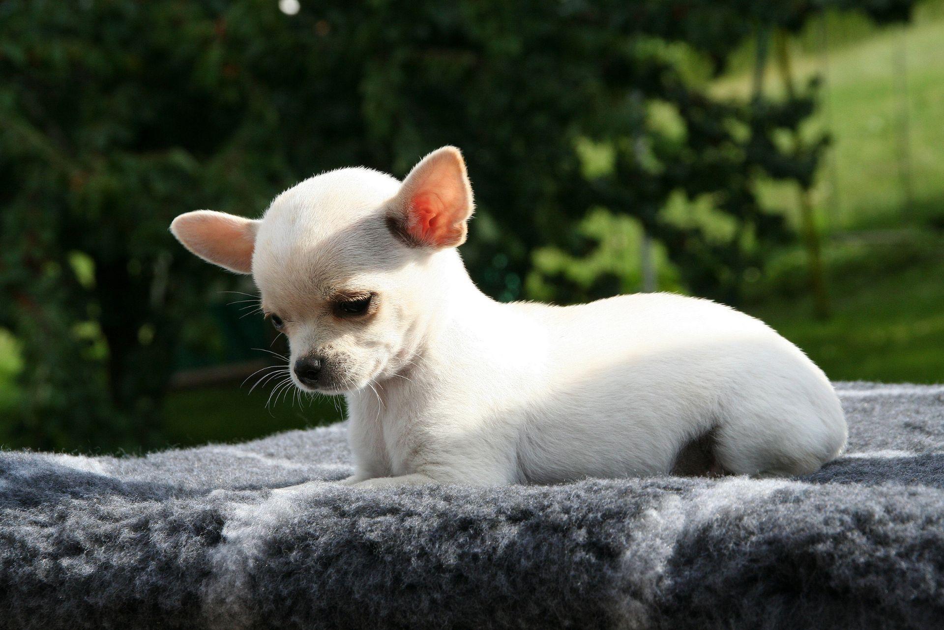 White Chihuahua puppy lying down