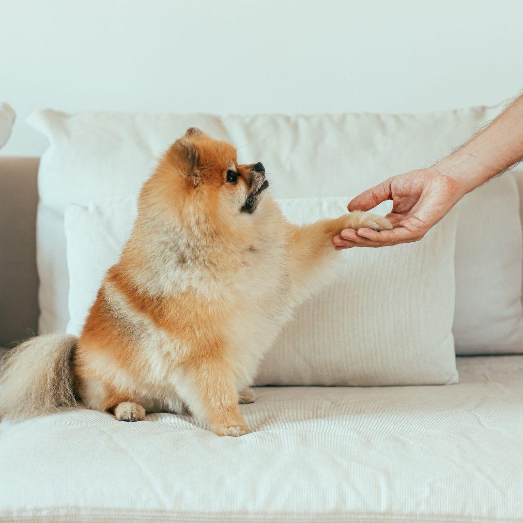 Person Shaking Hands with Pomeranian Puppy on White Couch