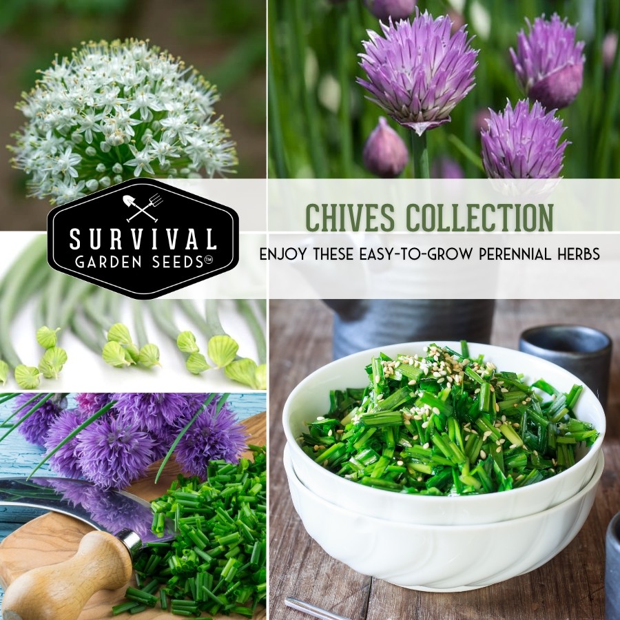 Chives Seed Collection - easy to grow perennial herbs