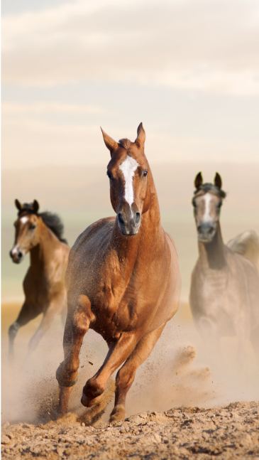 Selvita Equine Horses Running