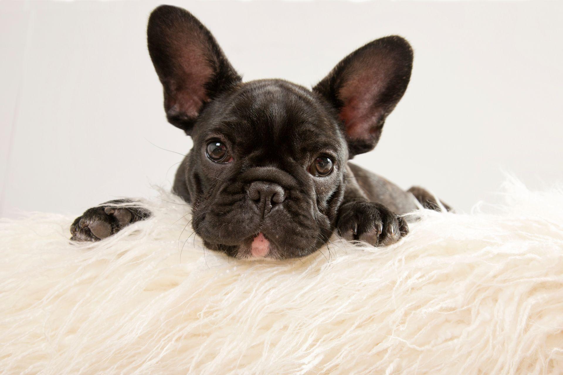 French bulldog sitting on blanket